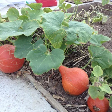 Chouchou Apartment Izé