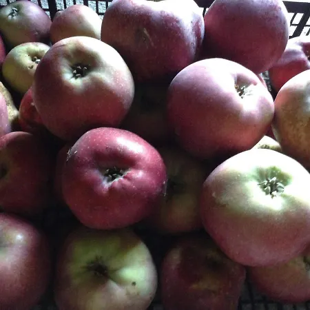 Chouchou Apartment *