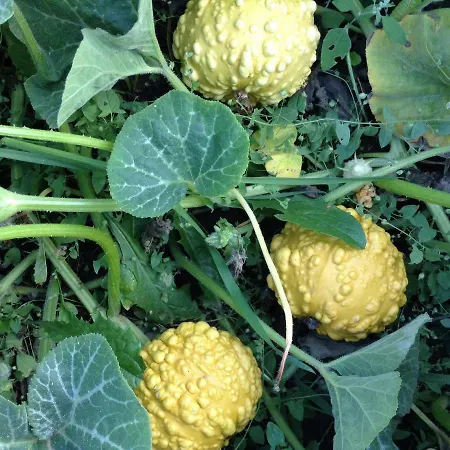 Chouchou Apartman Izé