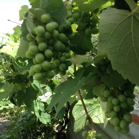 Chouchou Apartment Izé