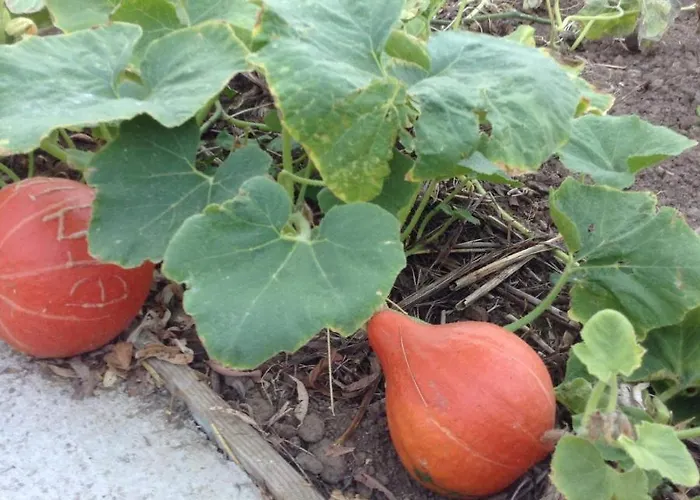 Chouchou Appartamento Izé