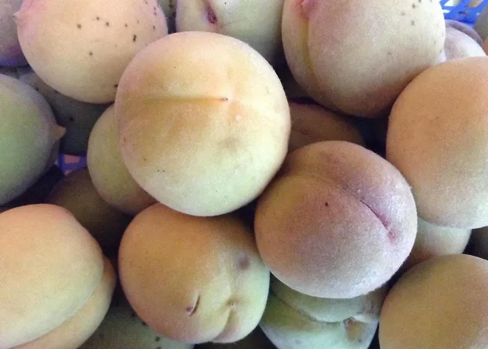 Chouchou Apartamento