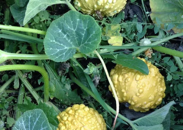 Chouchou Appartamento Izé