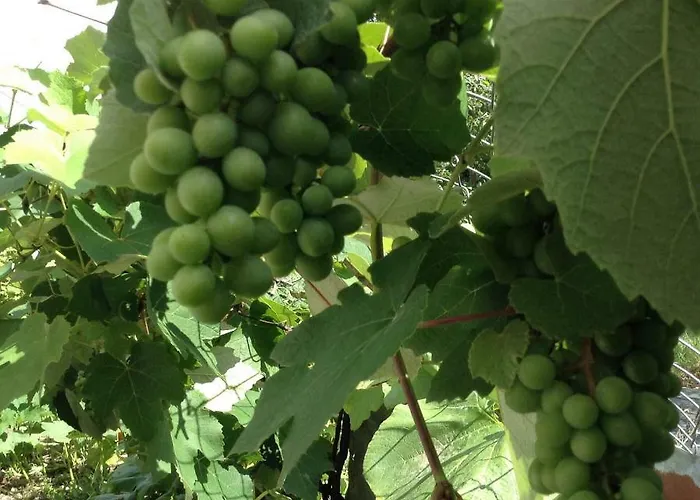 Chouchou Apartament Izé